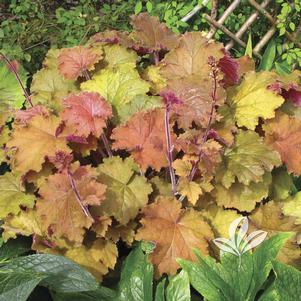 Heuchera 'Kassandra' 