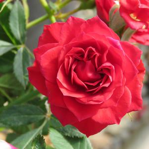 Rosa x 'Robi' 
