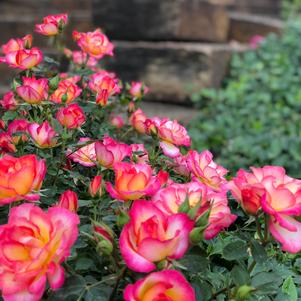Rosa x 'Natalie' 