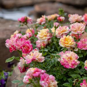 Rosa x '74-98' 