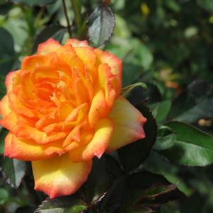 Rosa x '95-97' 