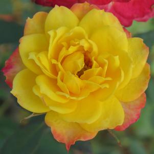 Rosa x 'Woodstock' 