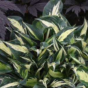 Hosta 'American Hero' 