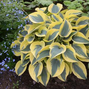 Hosta 'Autumn Frost' 