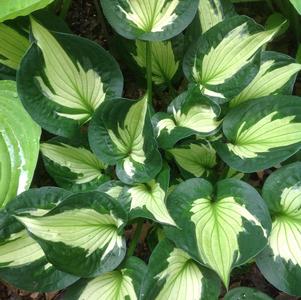 Hosta 'Whirlwind' 