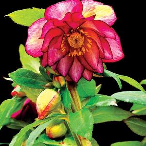Helleborus 'Harlequin Gem' 