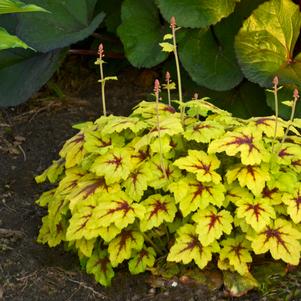 Heucherella 'Catching Fire' 