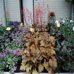 Heuchera 'Autumn Leaves' 