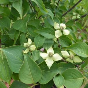 Cornus kousa chinensis 'JN6' 