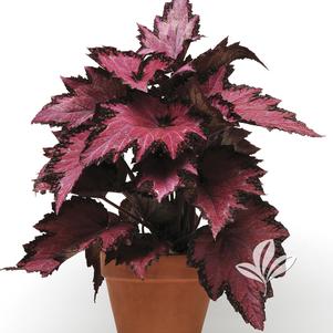 Begonia x tuberhybrida 'Pink Shades' 