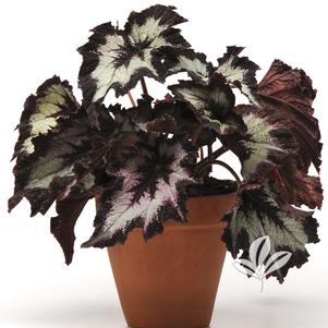 Begonia x tuberhybrida 'Silver Point' 
