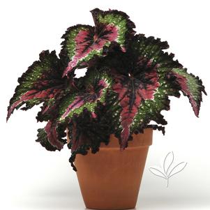 Begonia x tuberhybrida 'Watermelon' 