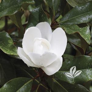 Magnolia grandiflora 'Bracken's Brown Beauty' 