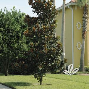 Magnolia grandiflora 'Little Gem' 