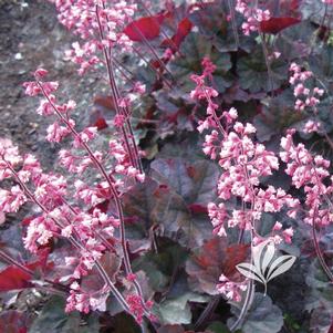 Heuchera 'Cassis' 