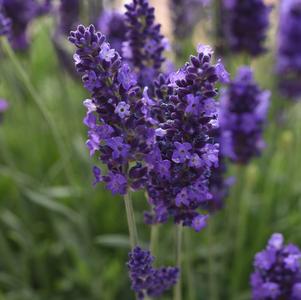 Lavandula angustifolia 'Blue Spear' 