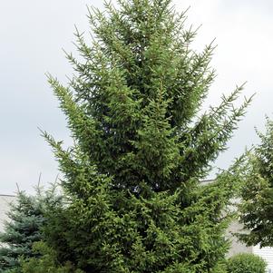 Picea glauca var. densata 