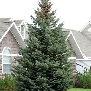 Picea pungens 
