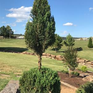 Juniperus chinensis 'Blue Point' 