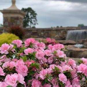 Rhododendron x 'RLH2-4P1' 