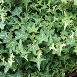 Hedera helix 'Thorndale' 