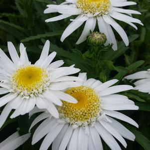 Leucanthemum 'Double Angel Daisy' 
