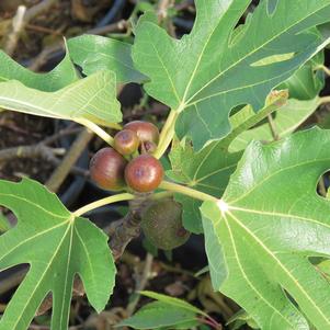 Ficus carica 'Little Miss Figgy' 