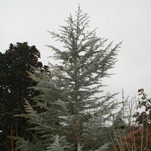Cedrus deodara 'Grester' 