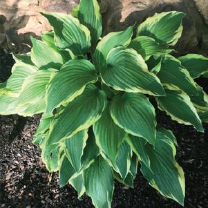 Hosta 'Variegated' 