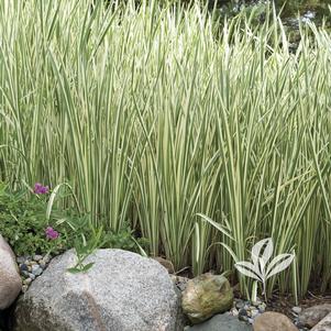Acorus calamus 'Variegata' 