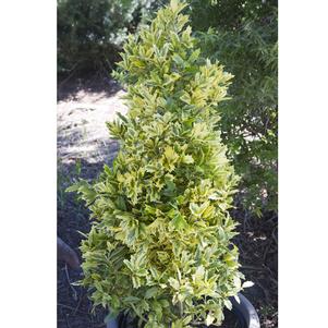 Ilex x 'MAGDEN' 