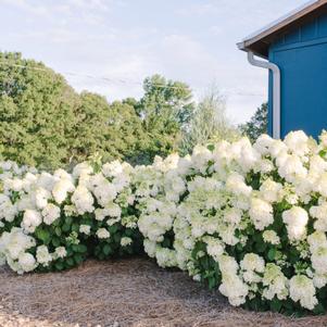 Hydrangea paniculata 'Bailpanone' 
