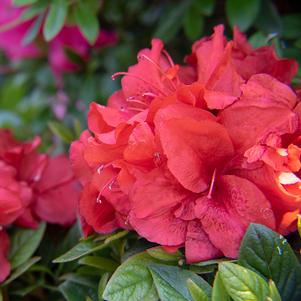 Cinnamon Hearts™ Rose – Bloomin' Easy Plants