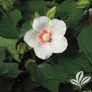 Hibiscus 'Happa White' 