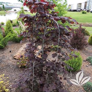 Cercis canadensis 'Ruby Falls' 