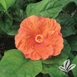 Hibiscus rosa-sinensis 'Orange Seduction' 