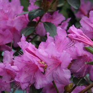 Rhododendron hybrid 'GREARV' 