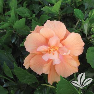 Hibiscus rosa-sinensis 'Double Orange' 