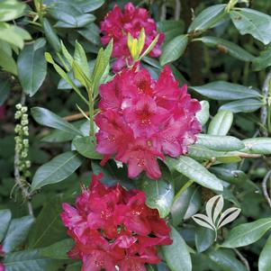 Rhododendron catawbiense 'Nova Zembla' 