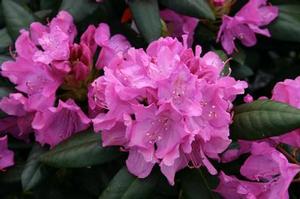 Rhododendron c. 'Roseum Elegans' 
