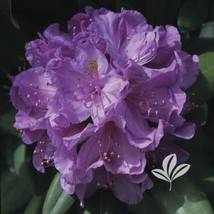 Rhododendron 'Catawbiense Grandiflorum' 