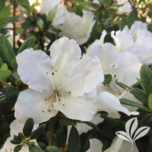 Rhododendron x 'RLH1-15P3' 