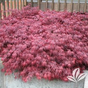 Acer palmatum dissectum atropurpureum 'Ever Red' 