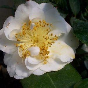 Camellia japonica 'April Snow' 