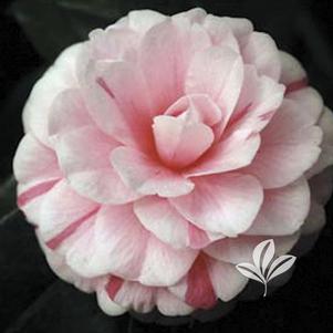 Camellia japonica 'April Dawn' 