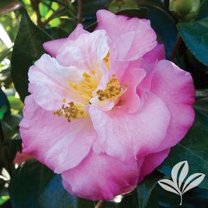 Camellia japonica 'Junior Miss' 