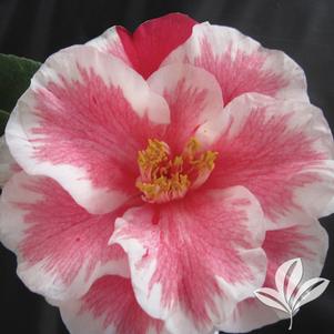 Camellia japonica 'Lady Vansittart' 