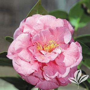 Camellia japonica 'Ack-Scent' 