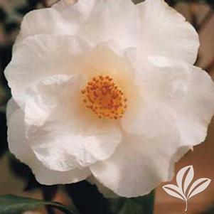 Camellia japonica 'April Snow' 