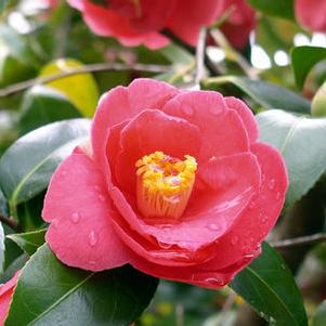 Camellia japonica 'Spring's Promise' 
